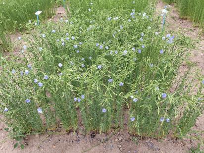 Click for 1 image(s) for this accession.